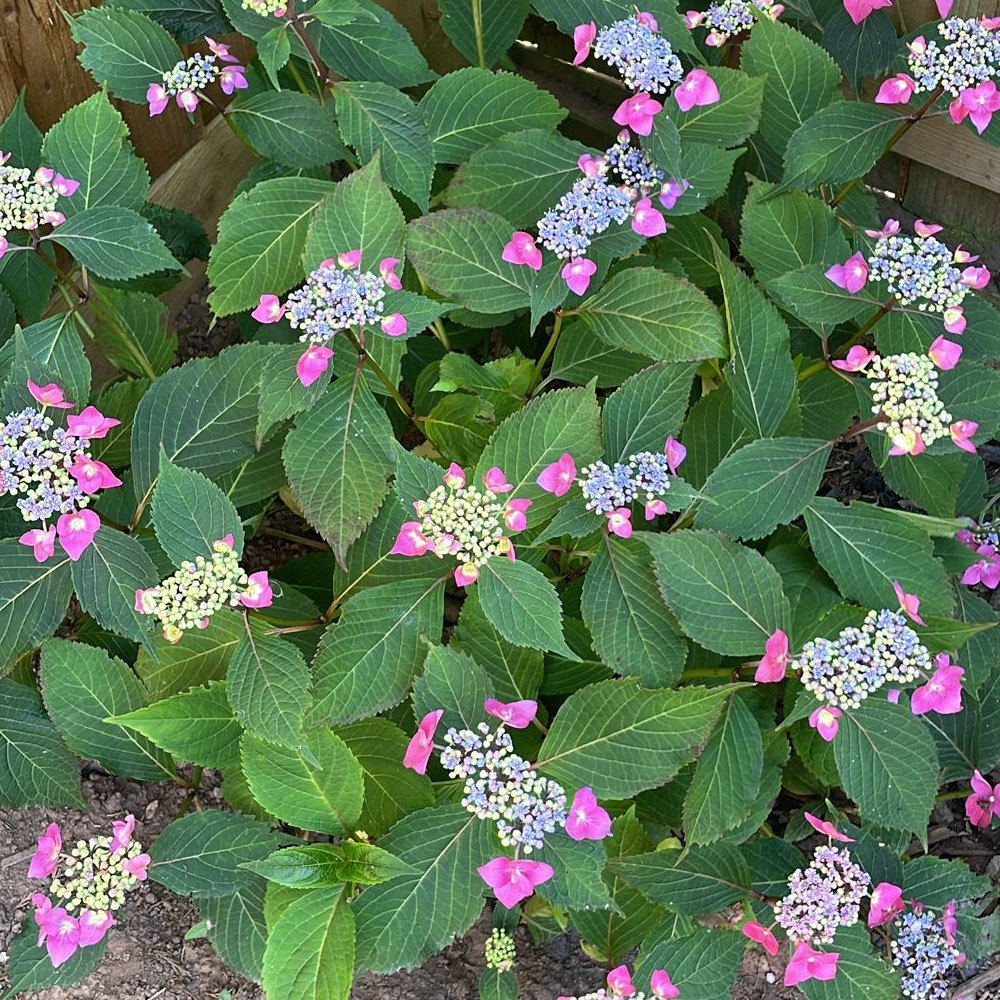 benefits-garden-image